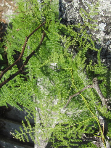 Common asparagus fern (Asparagus setaceus)