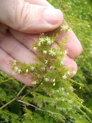 Common asparagus fern (Asparagus setaceus)