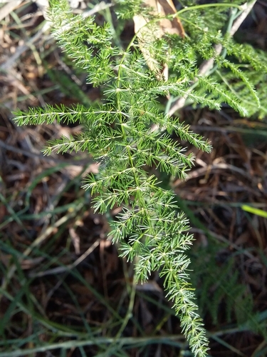 Common asparagus fern (Asparagus setaceus)
