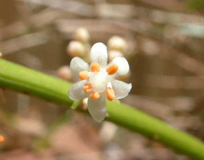 Common asparagus fern: This Asaparagus Fern was blooming in my front yard here in Key West, Florida. The flowers are very small, and this image was taken in super-macro mode. Asparagu