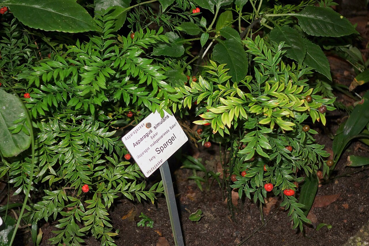 Asparagus simulans: Botanical specimen in the Botanischer Garten, Dresden, Germany.