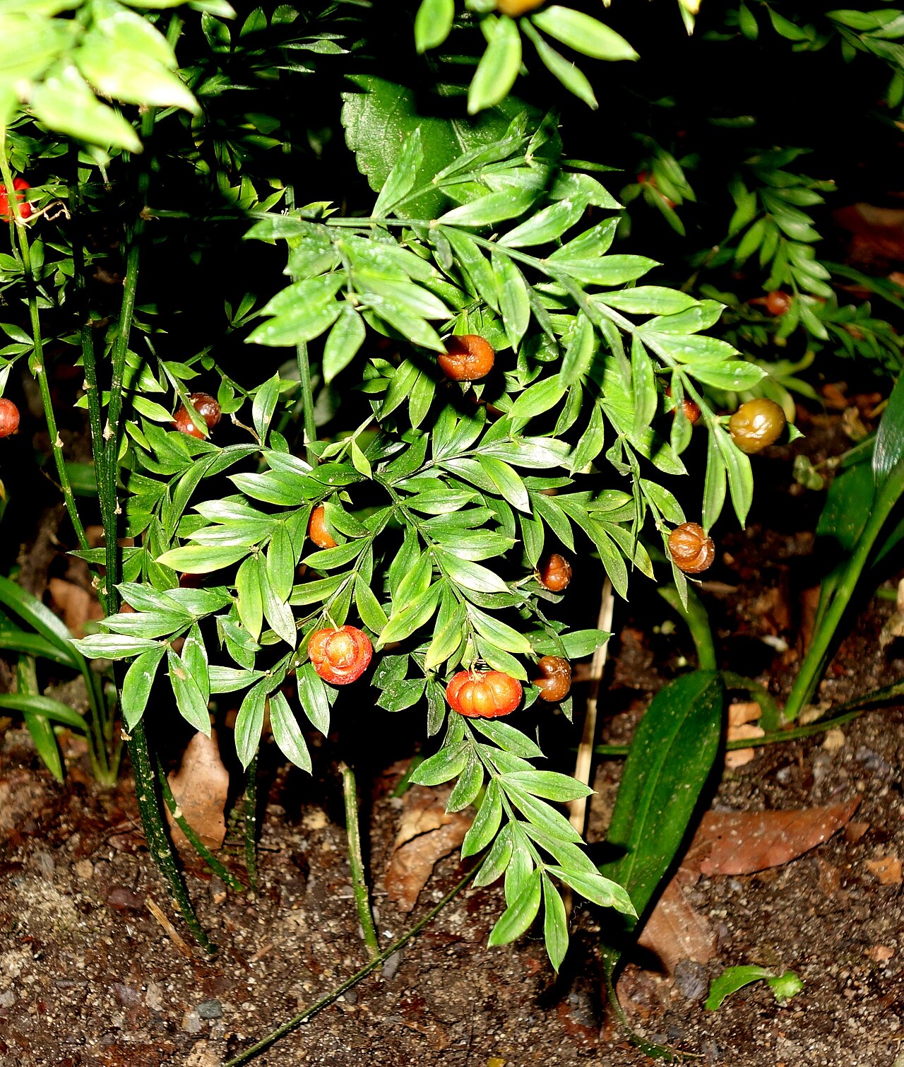 Asparagus simulans: Botanical specimen in the Botanischer Garten, Dresden, Germany.