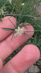 Asparagus squarrosus (Asparagus squarrosus)