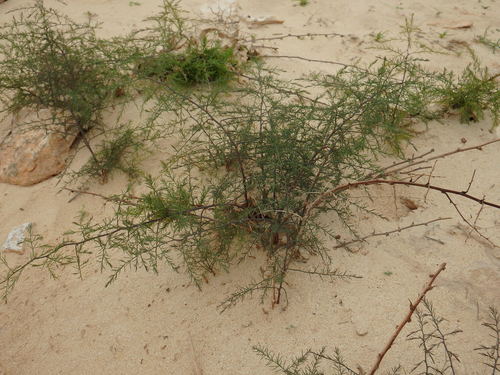Asparagus squarrosus (Asparagus squarrosus)