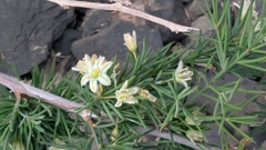 Asparagus squarrosus (Asparagus squarrosus)
