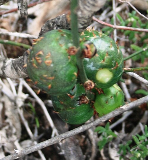 Asparagus striatus: Asparagus striatus stem-galls, from near Heidelberg, Western Cape.