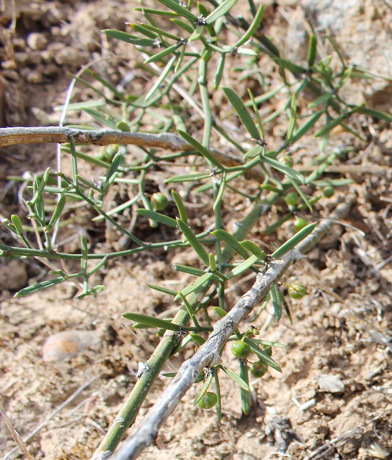 Asparagus striatus: Asparagus striatus, growing near Heidelberg, Western Cape.