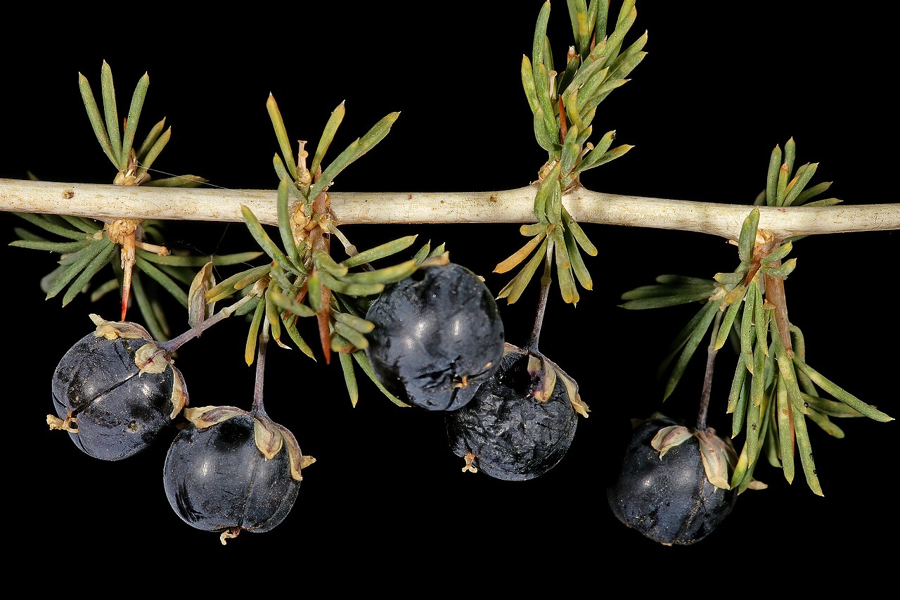 Wild asparagus: Asparagus suaveolens , fruit; bush in shade of trees, about 10 km W of Wolmaransstad, North West, South Africa