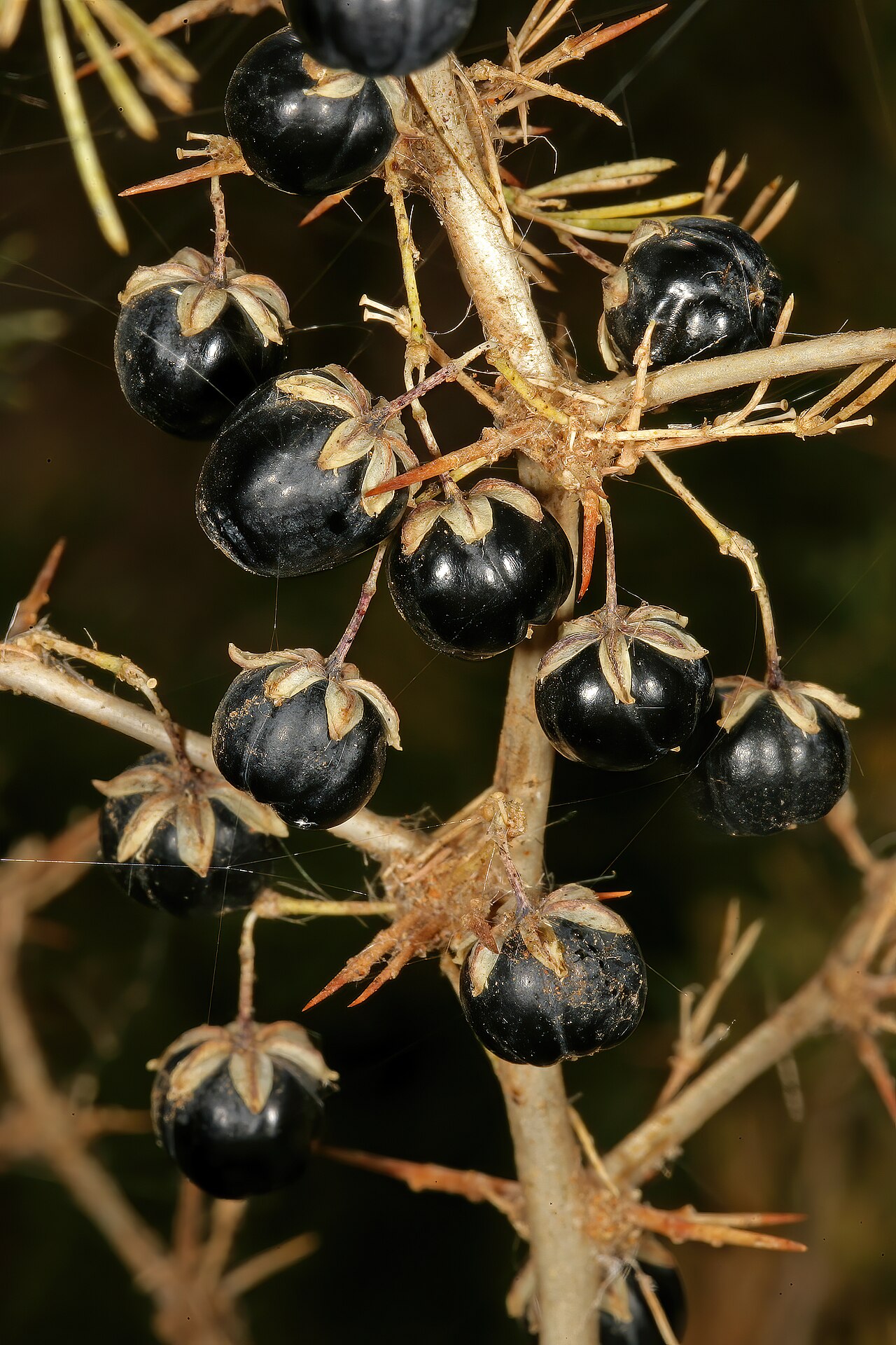 Wild asparagus: Asparagus suaveolens , fruit; bush in shade of trees, about 10 km W of Wolmaransstad, North West, South Africa