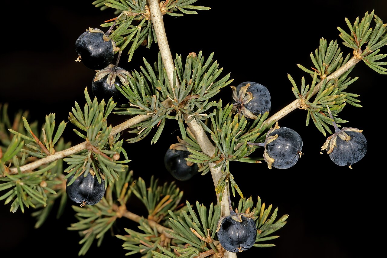 Wild asparagus: Asparagus suaveolens , fruit; bush in shade of trees, about 10 km W of Wolmaransstad, North West, South Africa