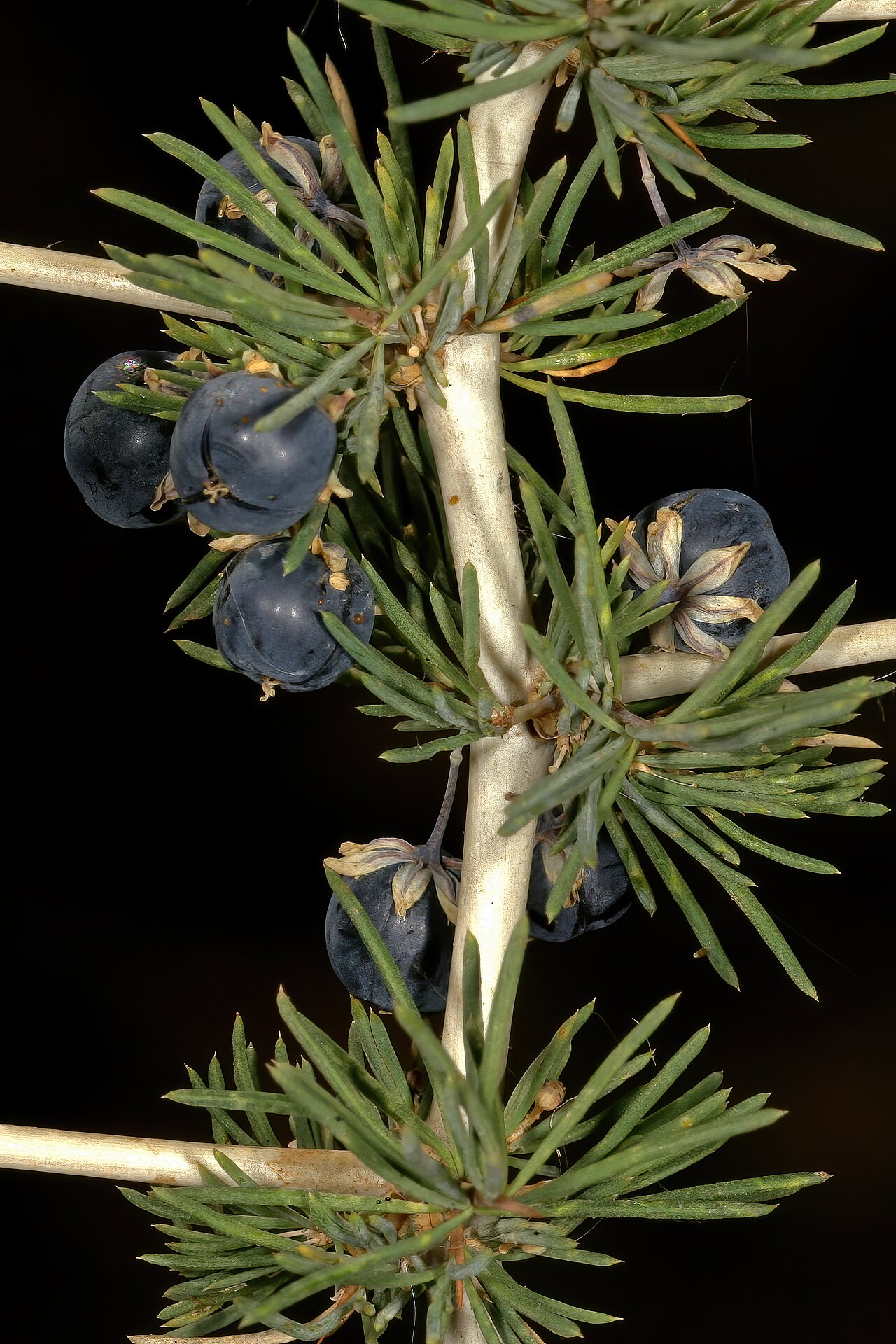 Wild asparagus: Asparagus suaveolens , fruit; bush in shade of trees, about 10 km W of Wolmaransstad, North West, South Africa