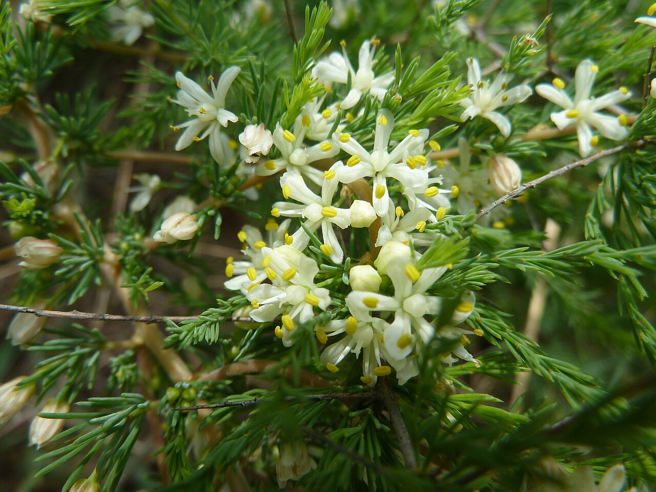 Wild asparagus: Wild asparagus at Schanskop, Pretoria