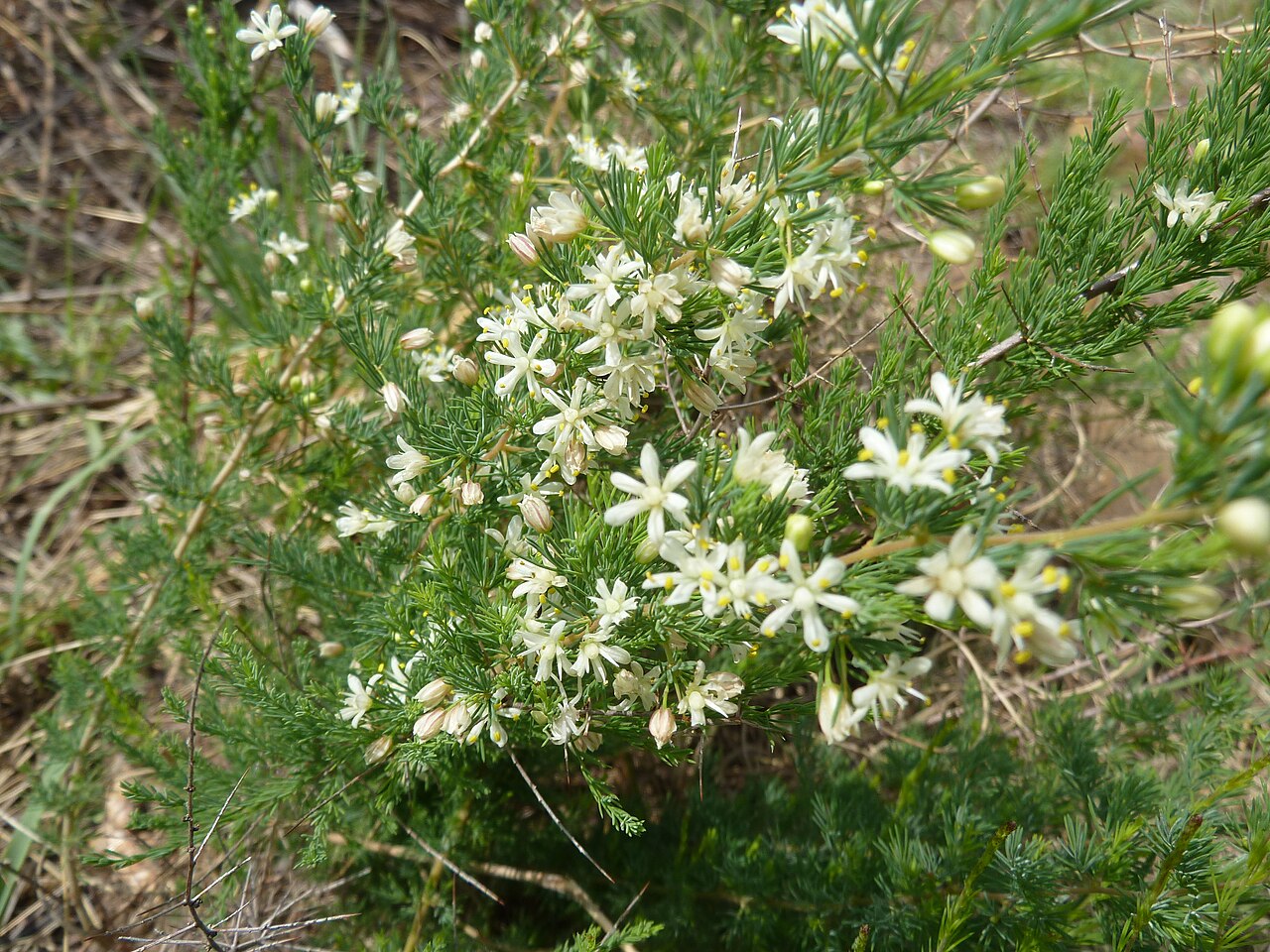 Wild asparagus: Wild asparagus at Schanskop, Pretoria