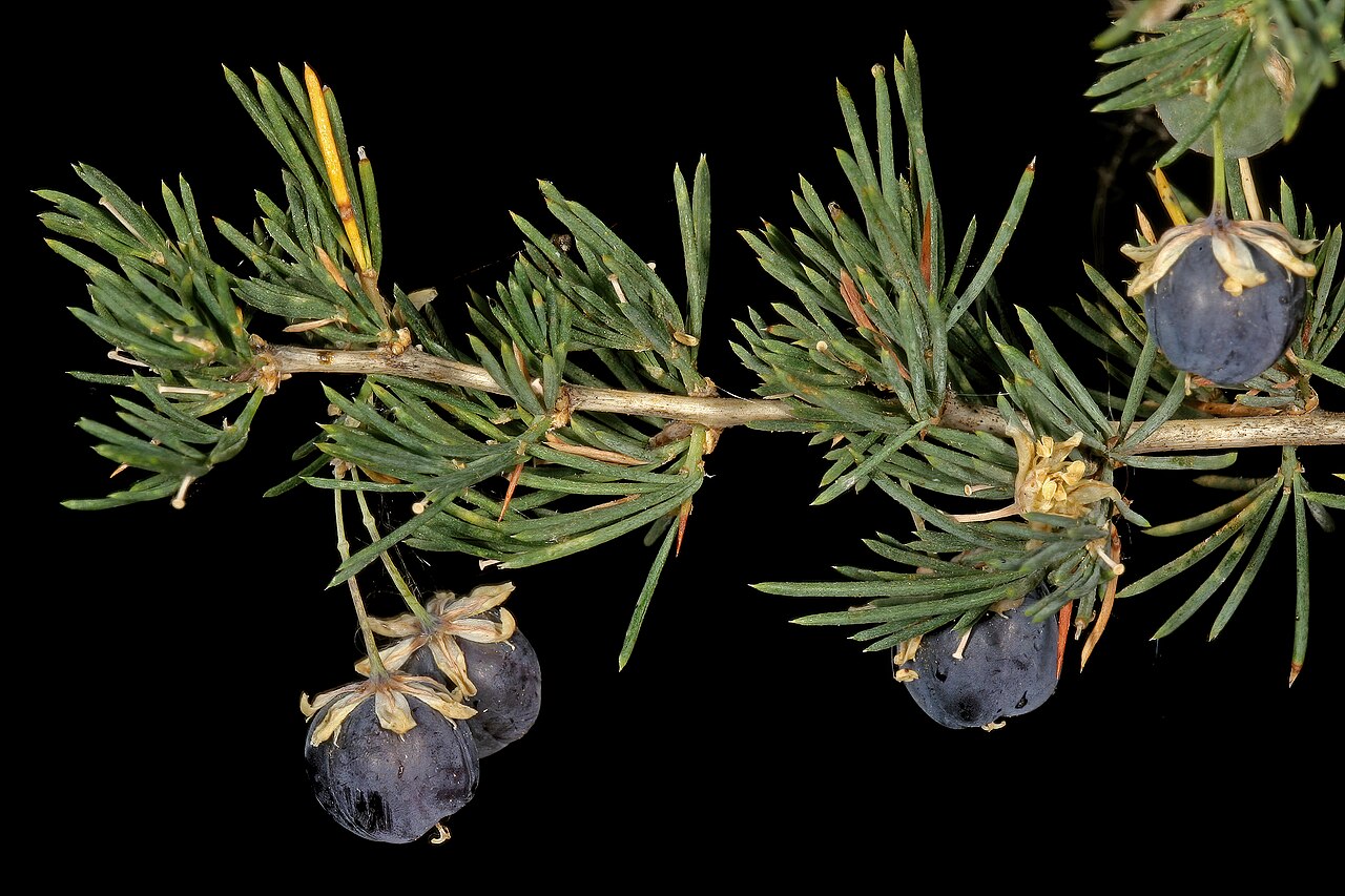 Wild asparagus: Asparagus suaveolens , fruit; bush in shade of trees, about 10 km W of Wolmaransstad, North West, South Africa