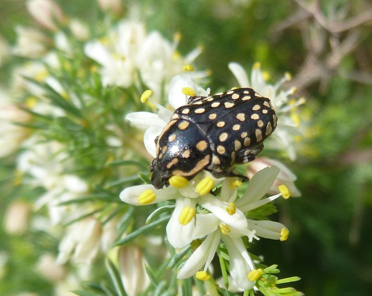 Wild asparagus: Dotted fruit chafer on Wild asparagus, at Schanskop, Pretoria. The pronotum lacks the red border of C. marginalis