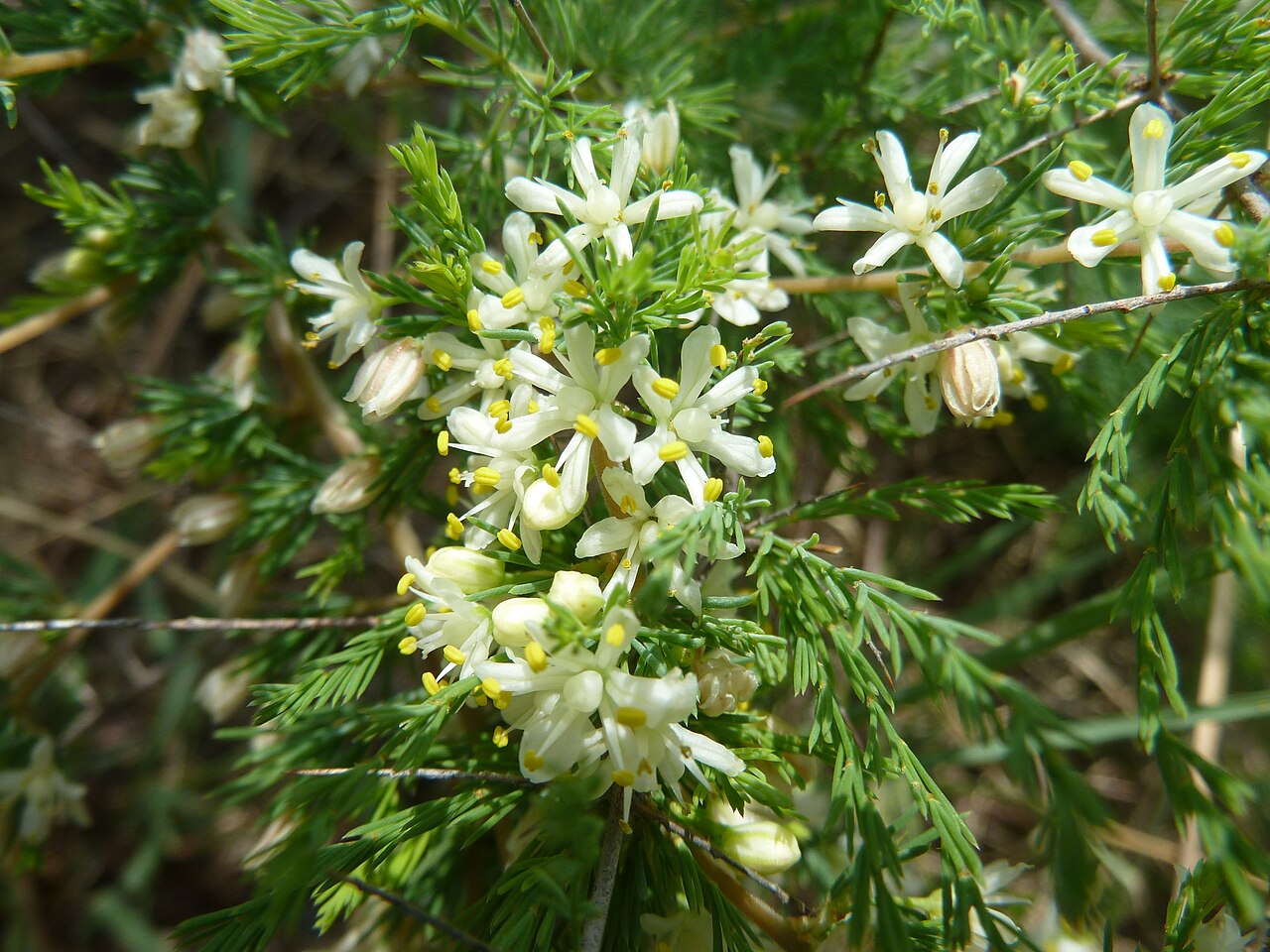 Wild asparagus: Wild asparagus at Schanskop, Pretoria