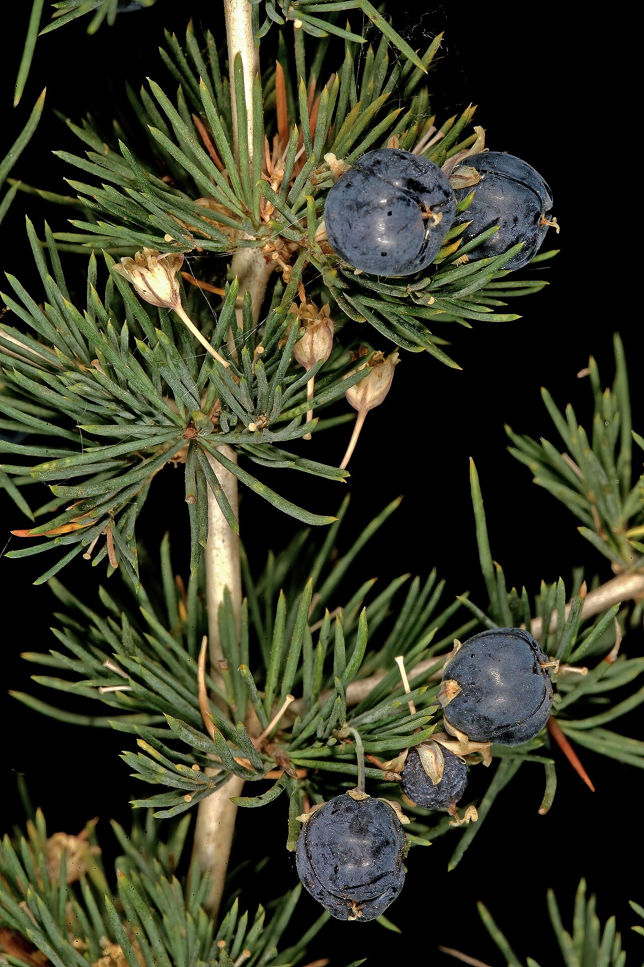 Wild asparagus: Asparagus suaveolens , fruit; bush in shade of trees, about 10 km W of Wolmaransstad, North West, South Africa