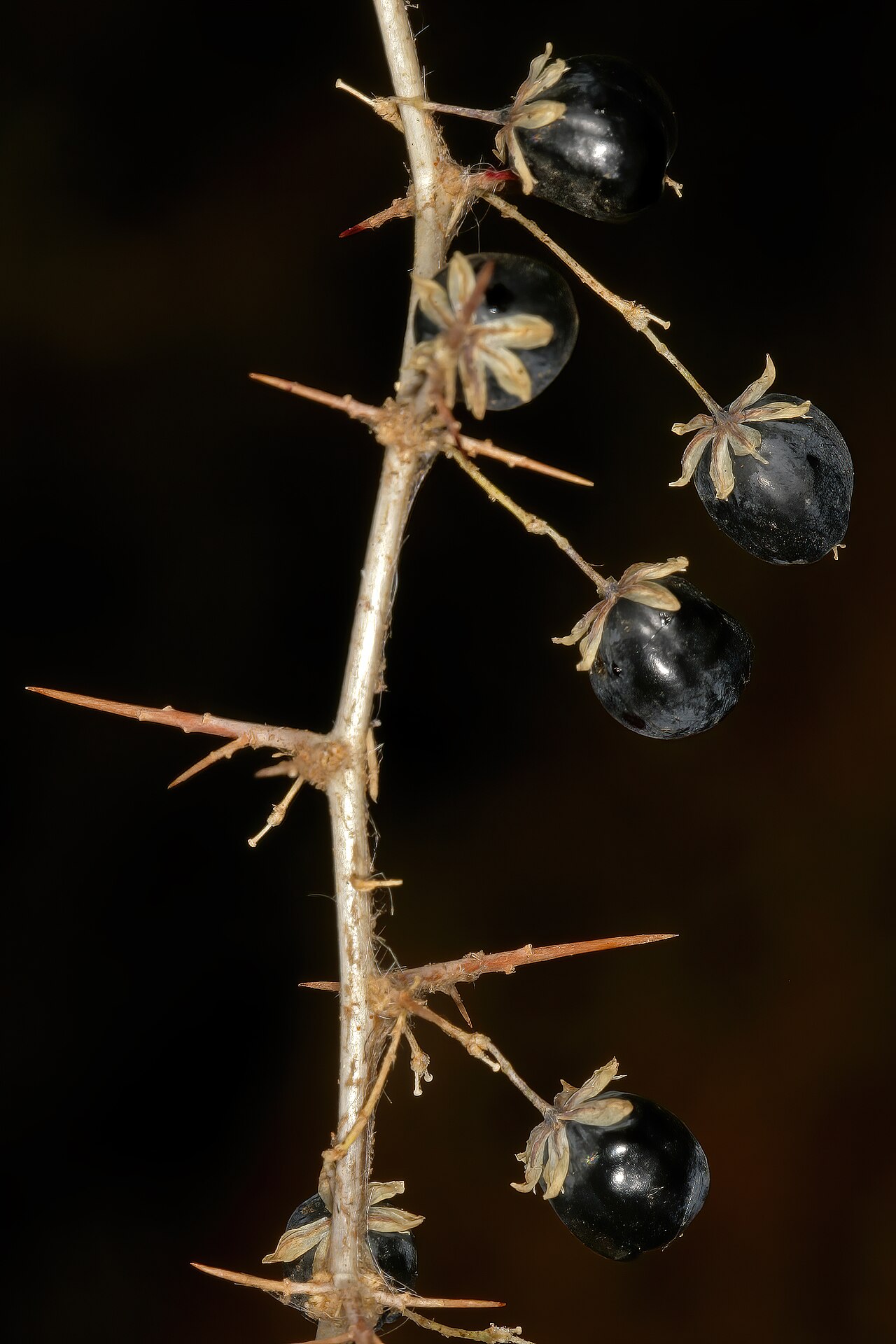 Wild asparagus: Asparagus suaveolens , fruit; bush in shade of trees, about 10 km W of Wolmaransstad, North West, South Africa
