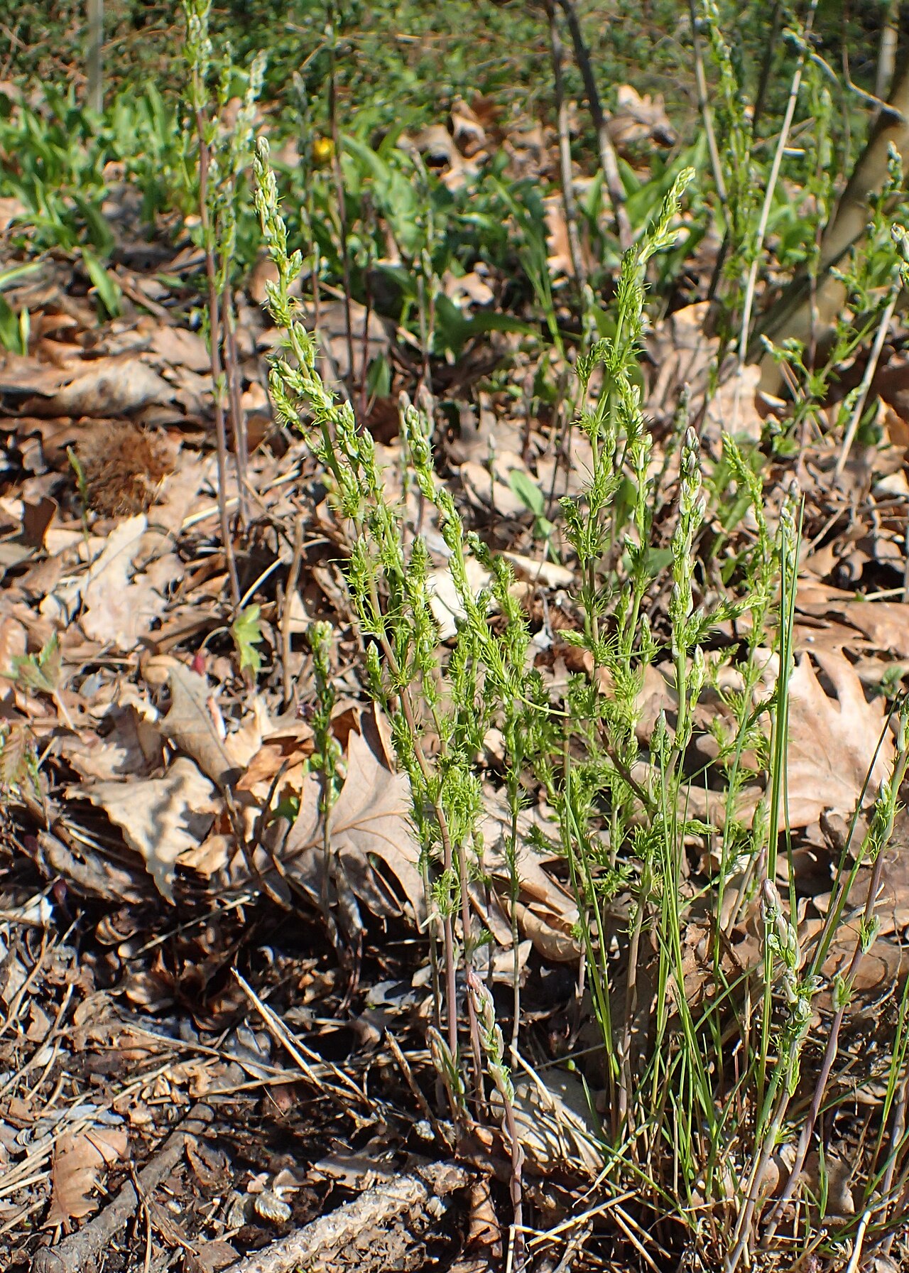 Asparagus tenuifolius: Asparagus tenuifolius in the Botanischer Garten, Berlin-Dahlem