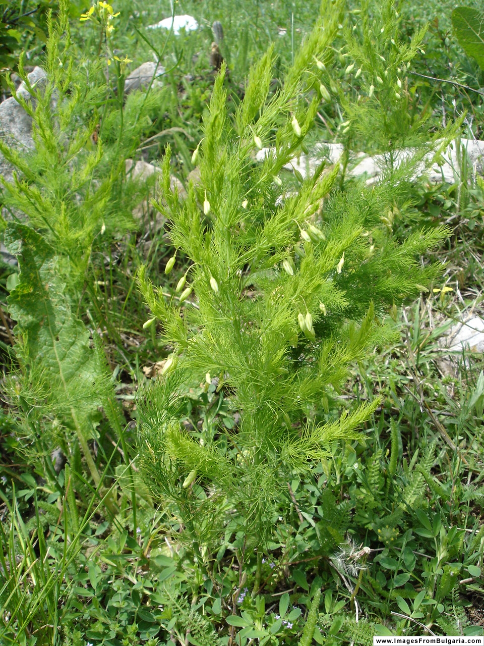 Asparagus tenuifolius: Asparagus tenuifolius