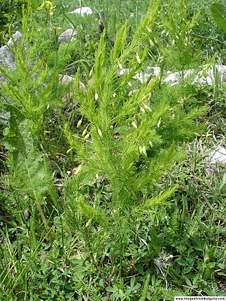 Asparagus tenuifolius: Asparagus tenuifolius