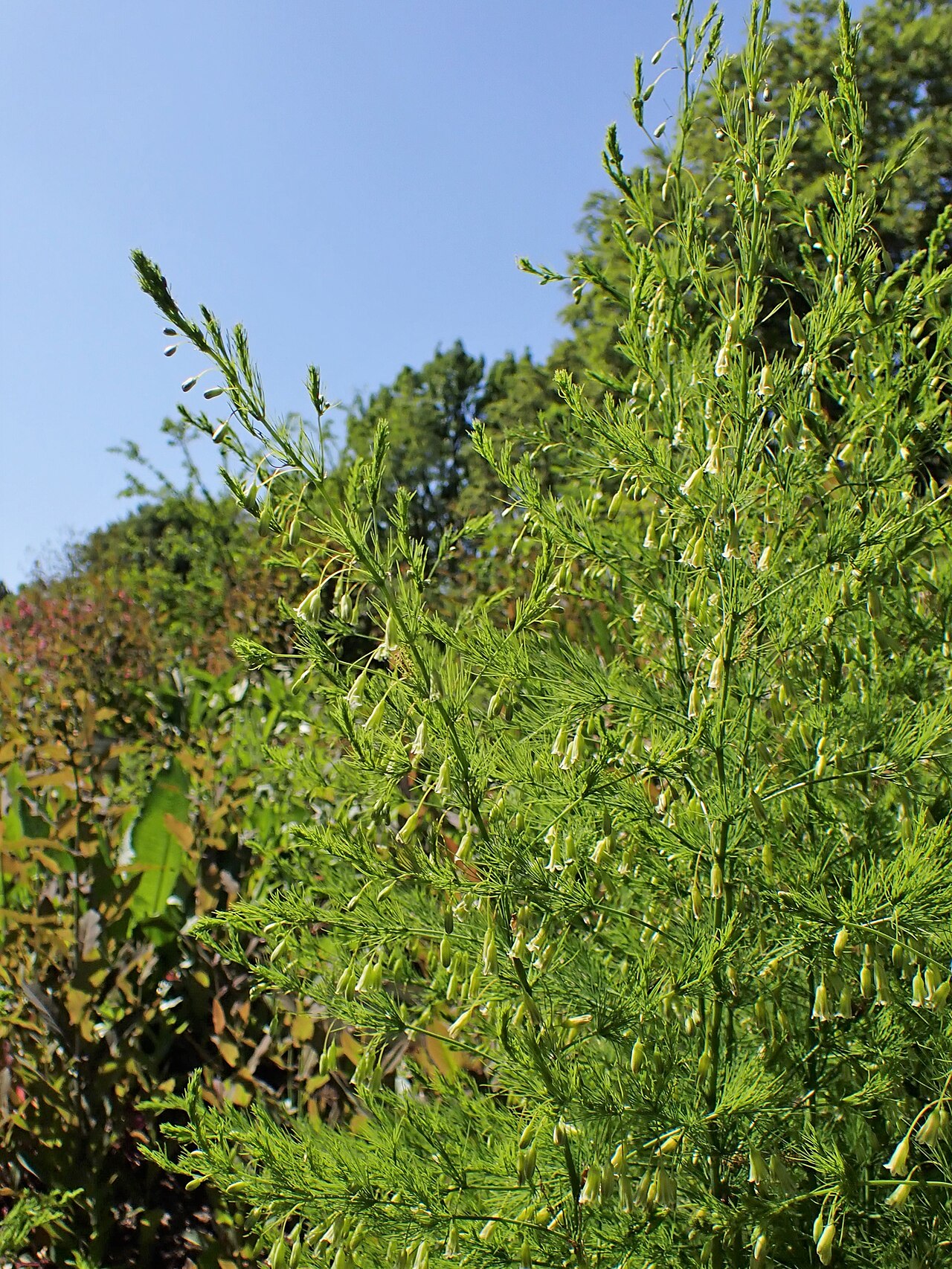 Asparagus tenuifolius: Asparagus tenuifolius in the Botanischer Garten, Berlin-Dahlem