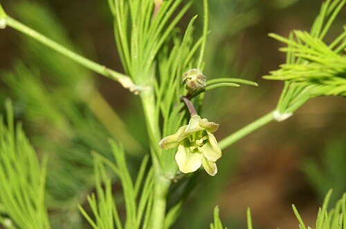Asparagus tenuifolius: Lasasti beluš na Slavniku.