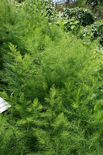 Asparagus tenuifolius: Liliaceae Asparagus tenuifolius (takolisna špraroga), snimljeno u Botaničkom vrtu u Zagrebu.