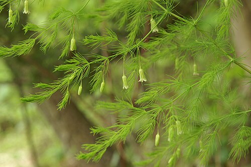Asparagus tenuifolius: Lasasti beluš v Setnici.