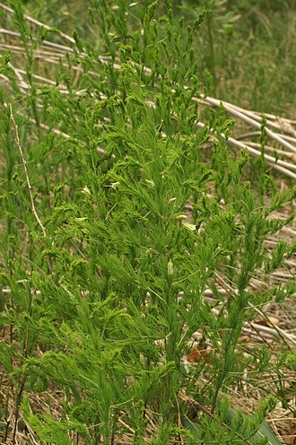 Asparagus tenuifolius: Lasasti beluš na Slavniku.