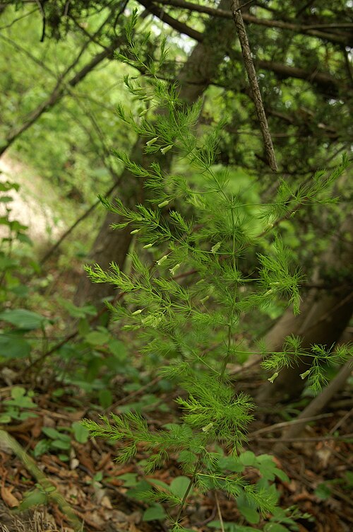 Asparagus tenuifolius: Lasasti beluš v Setnici.