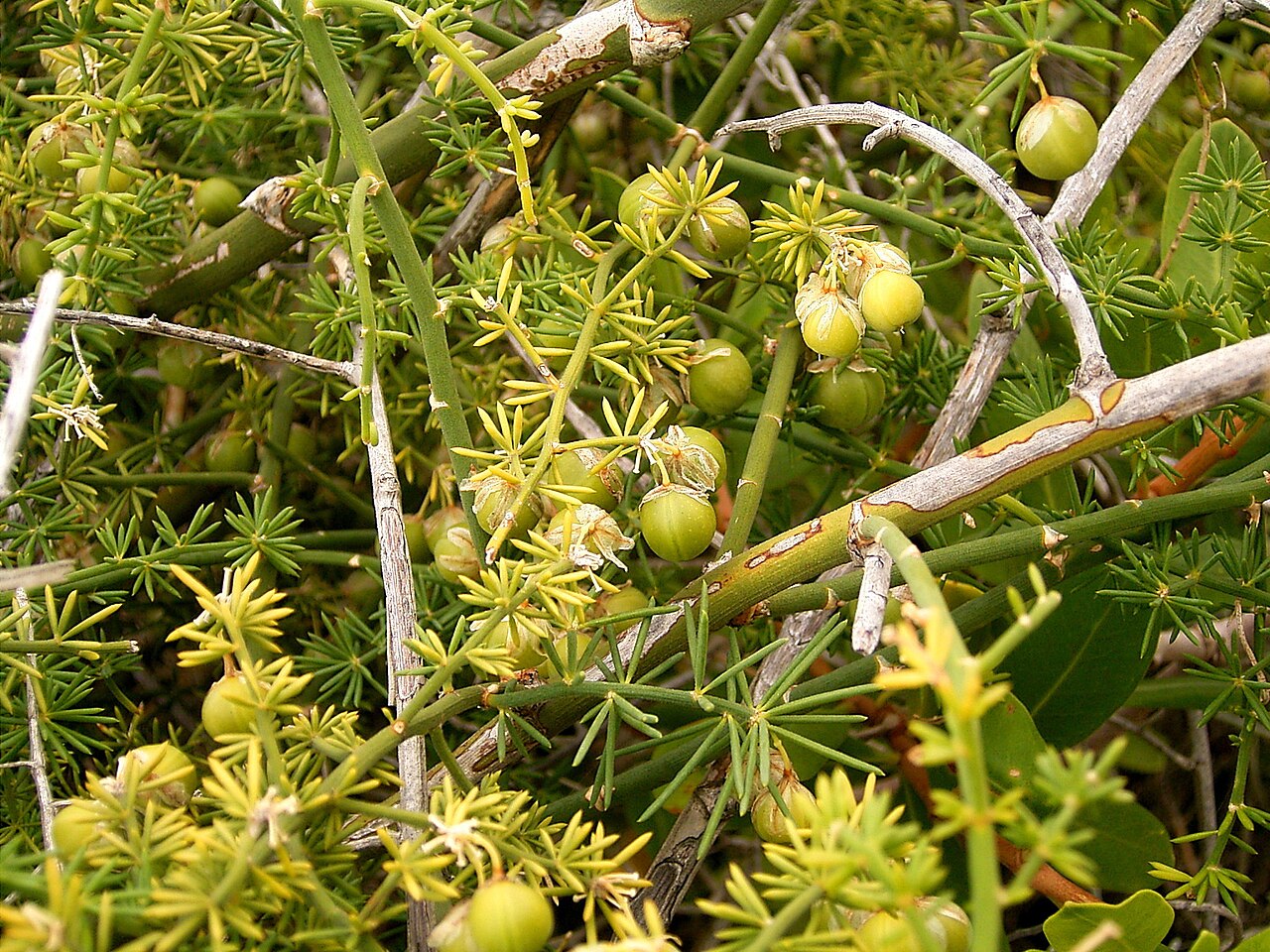 Asparagus umbellatus: Asparagus umbellatus growing in La Fajana, Barlovento , La Palma , Canary Islands