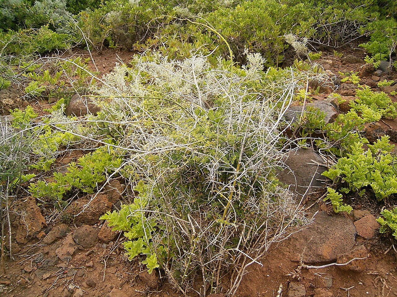 Asparagus umbellatus: Asparagus umbellatus growing in La Fajana, Barlovento , La Palma , Canary Islands