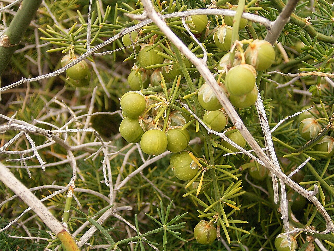 Asparagus umbellatus: Asparagus umbellatus growing in La Fajana, Barlovento , La Palma , Canary Islands