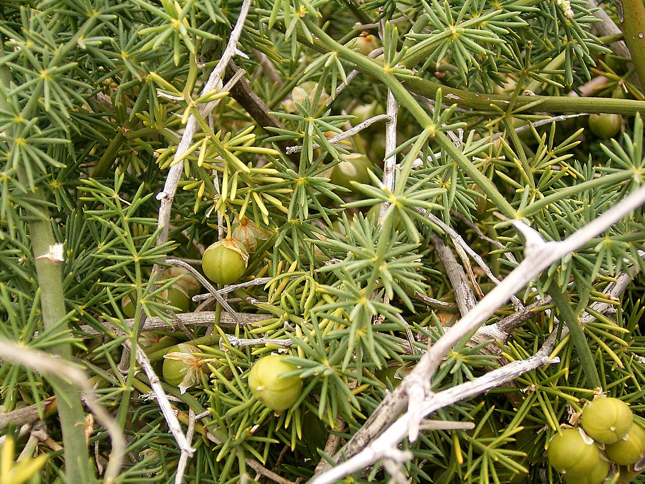 Asparagus umbellatus: Asparagus umbellatus growing in La Fajana, Barlovento , La Palma , Canary Islands