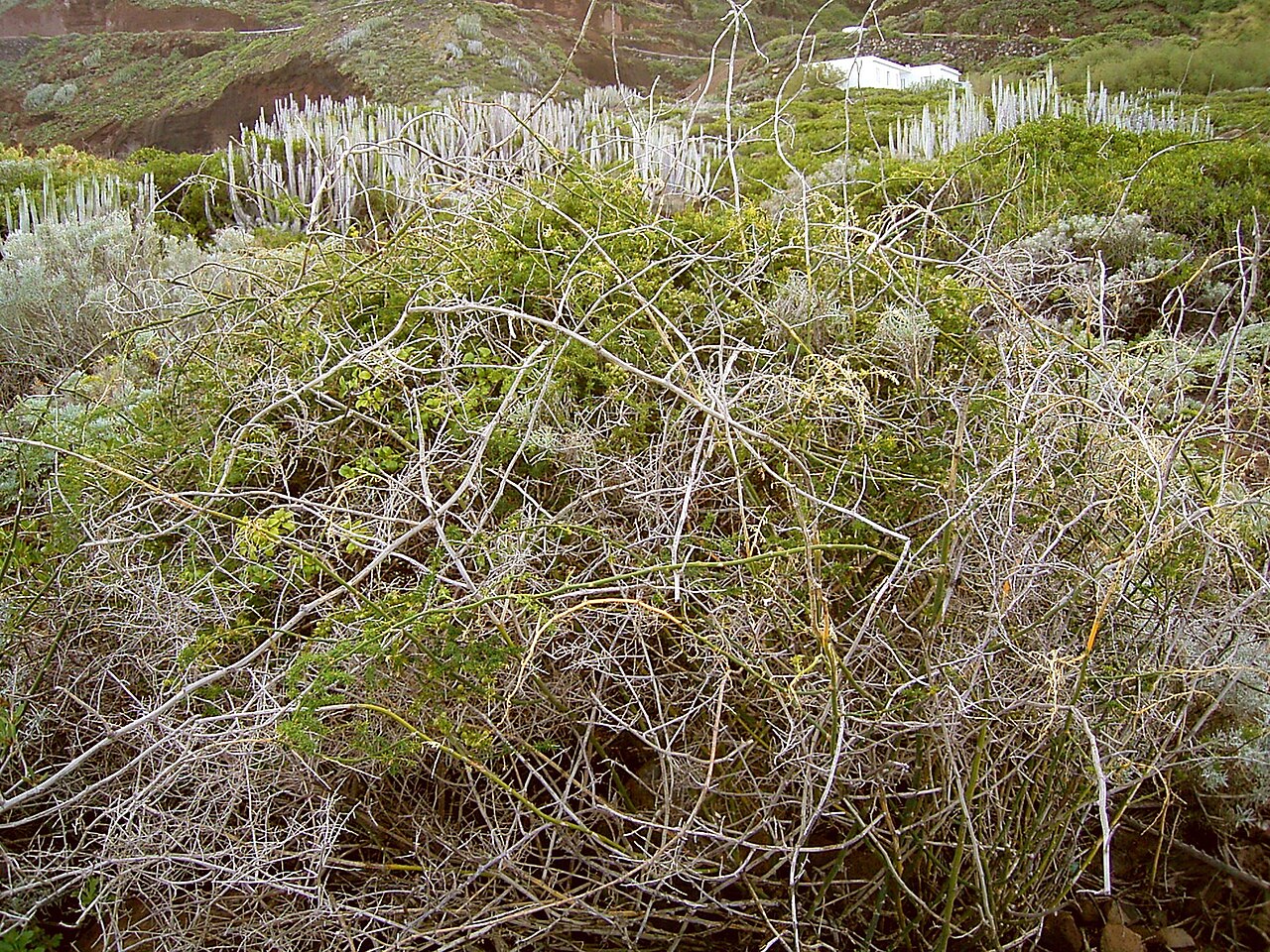 Asparagus umbellatus: Asparagus umbellatus growing in La Fajana, Barlovento , La Palma , Canary Islands