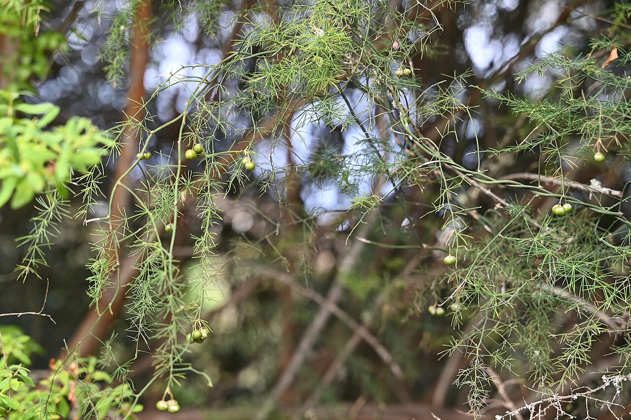 Asparagus umbellatus: Asparagus umbellatus in Barranco del Brezal near El Palmital, Gran Canaria