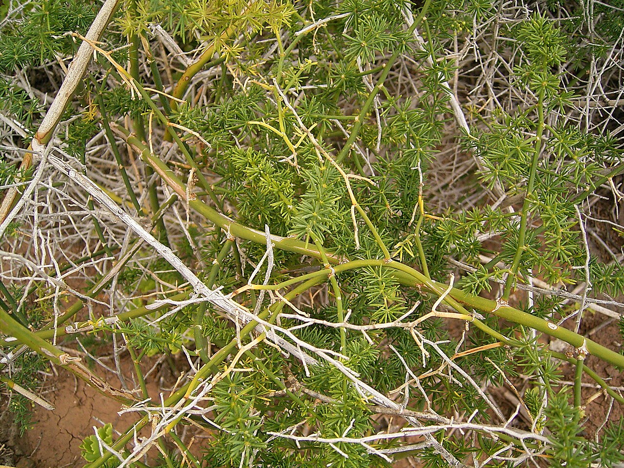 Asparagus umbellatus: Asparagus umbellatus growing in La Fajana, Barlovento , La Palma , Canary Islands