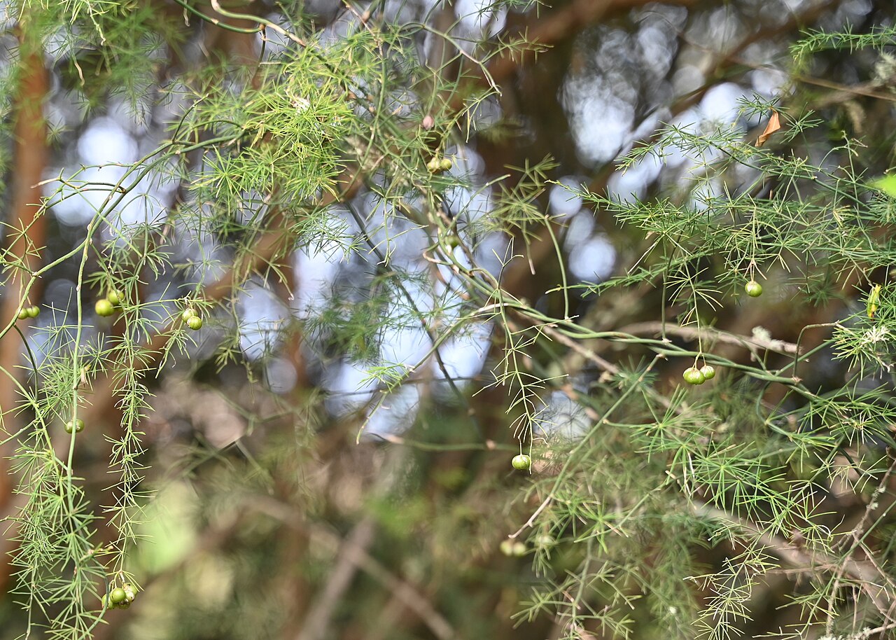 Asparagus umbellatus: Asparagus umbellatus in Barranco del Brezal near El Palmital, Gran Canaria