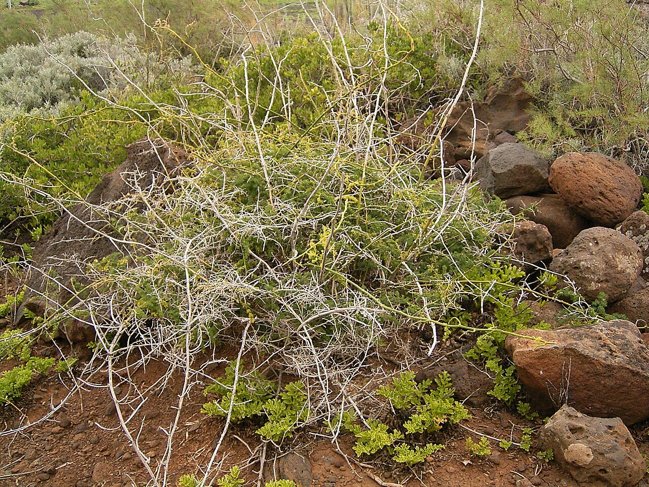Asparagus umbellatus: Asparagus umbellatus growing in La Fajana, Barlovento , La Palma , Canary Islands