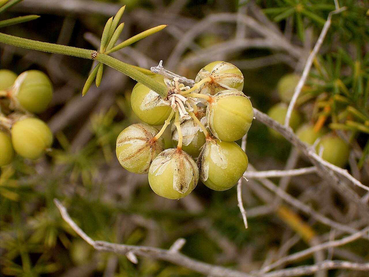 Asparagus umbellatus: Asparagus umbellatus growing in La Fajana, Barlovento , La Palma , Canary Islands