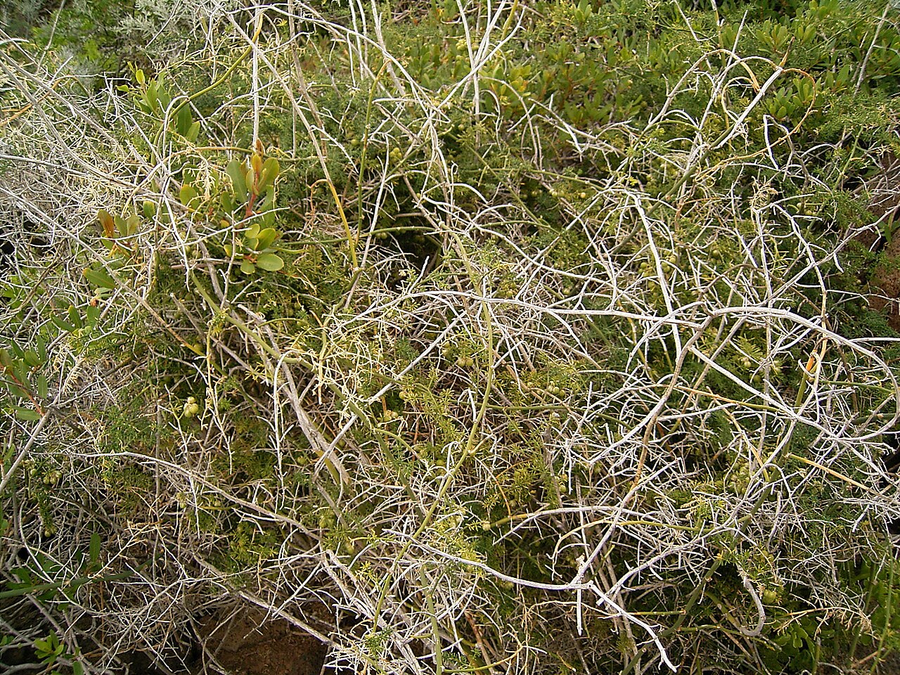Asparagus umbellatus: Asparagus umbellatus growing in La Fajana, Barlovento , La Palma , Canary Islands