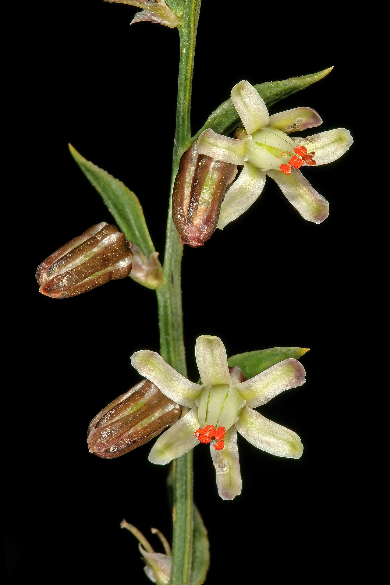 Asparagus undulatus: Asparagus undulatus , flowers; Tinie Versfeld Wild Flower Reserve, Darling, Western Cape, South Africa