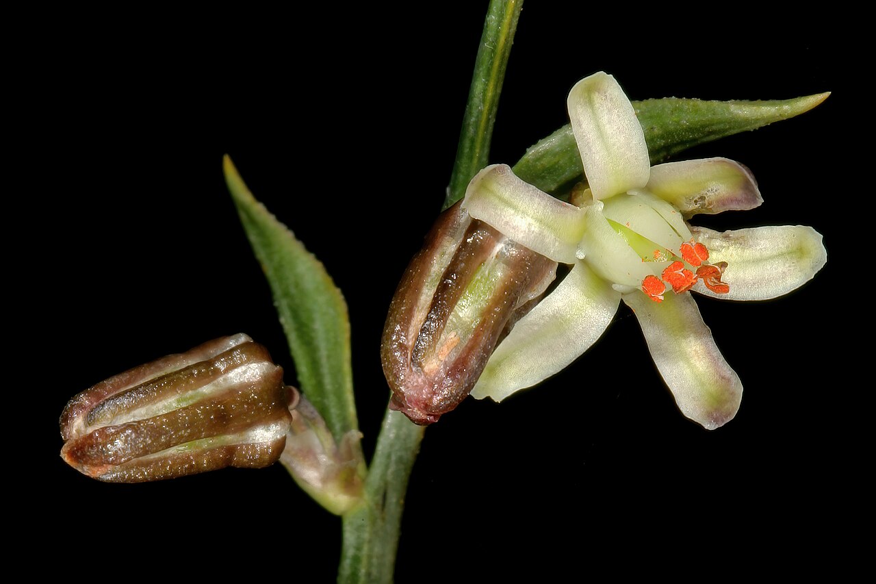 Asparagus undulatus: Asparagus undulatus , flowers; Tinie Versfeld Wild Flower Reserve, Darling, Western Cape, South Africa