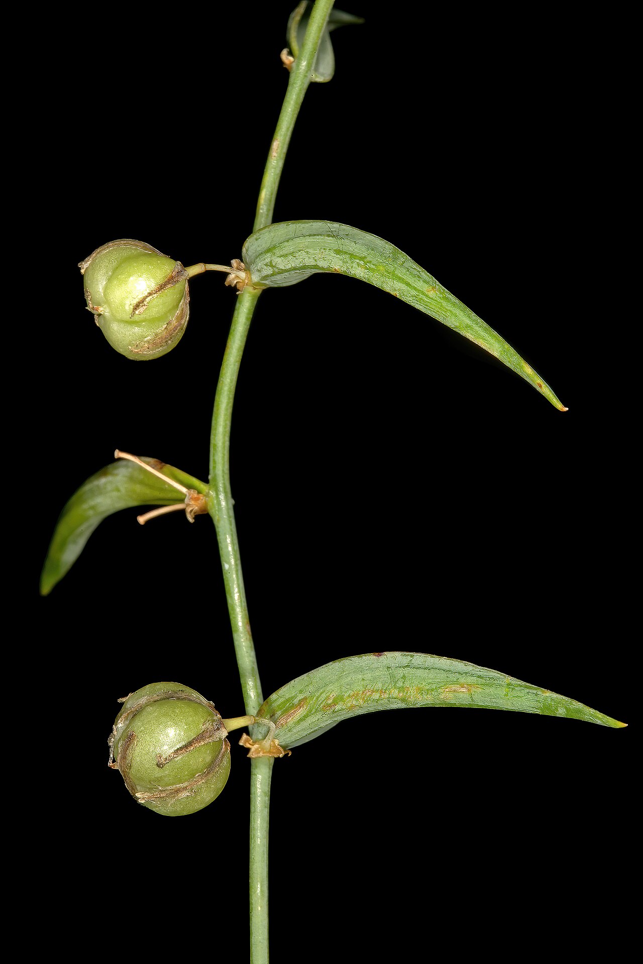 Asparagus undulatus: Asparagus undulatus , developing fruit; Ramskop Nature Reserve, Clanwilliam, Western Cape, South Africa