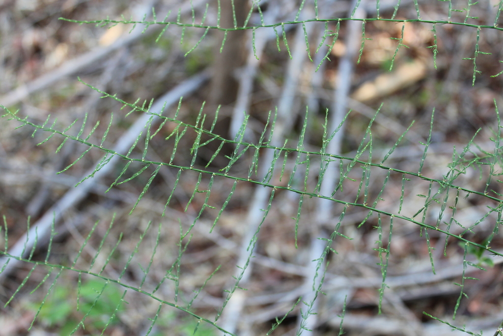 Asparagus vaginellatus (Asparagus vaginellatus)