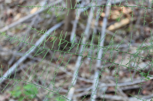 Asparagus vaginellatus (Asparagus vaginellatus)
