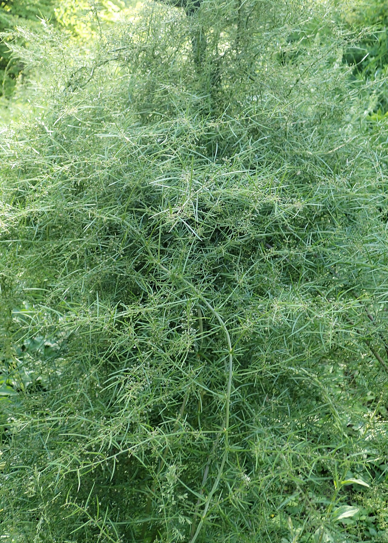 Asparagus verticillatus: Asparagus verticillatus in Bucharest Botanical Garden