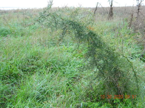 Asparagus verticillatus (Asparagus verticillatus)