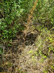 Asparagus verticillatus (Asparagus verticillatus)